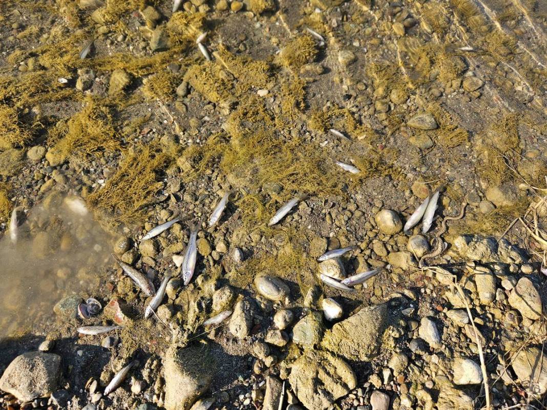 O kentteki korkutan görüntülere inceleme! Bakanlık yetkilileri bölgeye gönderildi 3